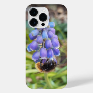 Abelha em Muscari Armeniacum , Grape Hyacinth