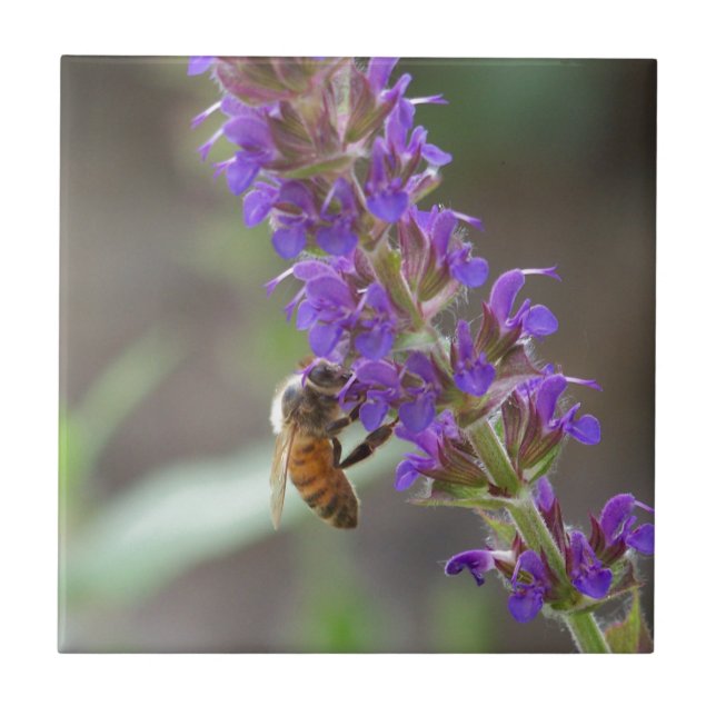 Abelha em Salvia (Frente)