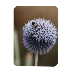 Abelha no ímã Allium