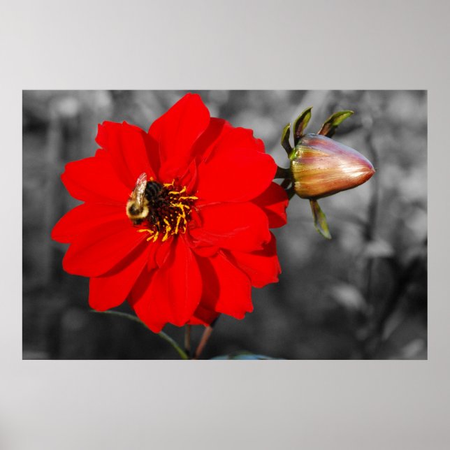Abelha no Poster de Flor Vermelho (Frente)