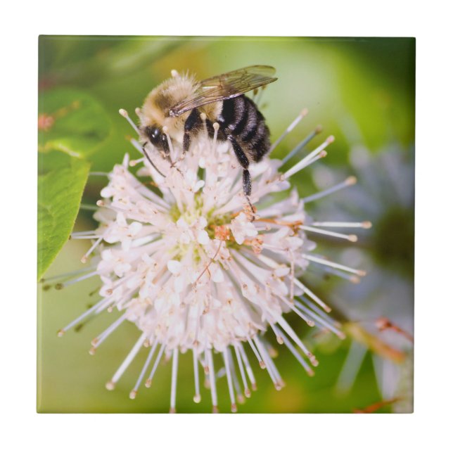 Abelha Ocupada (Frente)