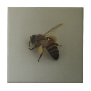 Abelha Pequena (4,25" x 4,25") Azulejo fotográfic
