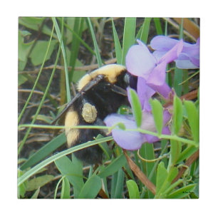 Abelha Selvagem F2 em Flores Silvestres Roxas