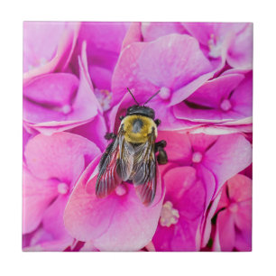 Abelhas De Bumble Em Hydrangea