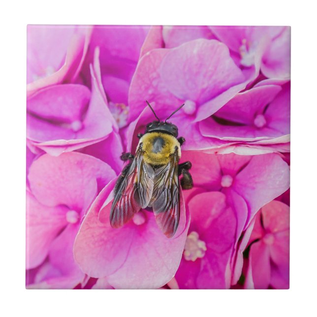 Abelhas De Bumble Em Hydrangea (Frente)
