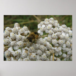 Abelhas de mel e Poster de flores