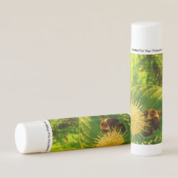 Abelhas de Névoa se alimentando no néctar Lip Balm