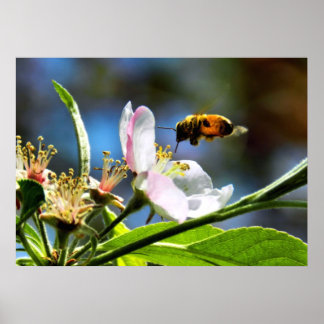 Abelhas e Poster de Flor de Maçã