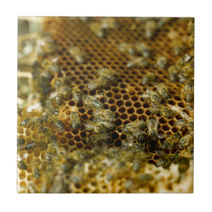 Abelhas Em Colmeia, Cabo Ocidental, África Do Sul