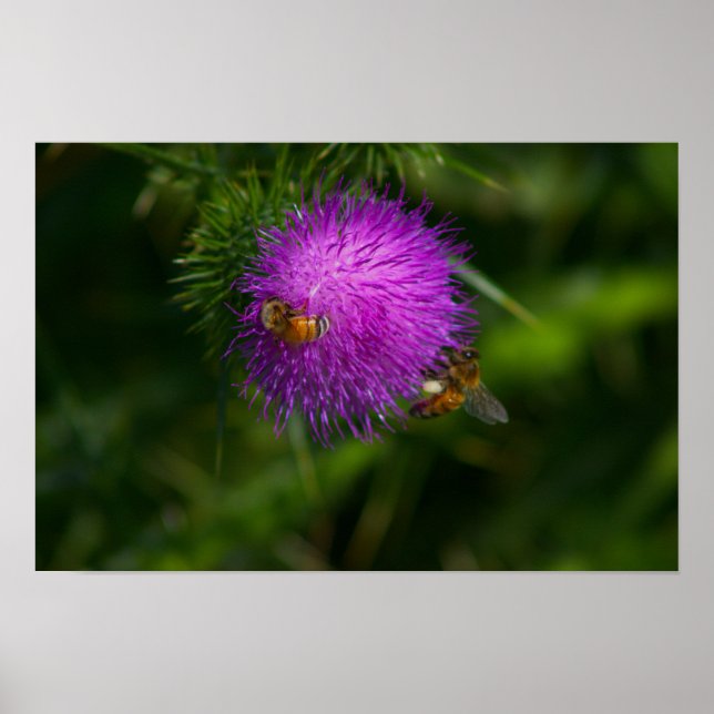 Abelhas no Poster de Abelhas de Leite (Frente)