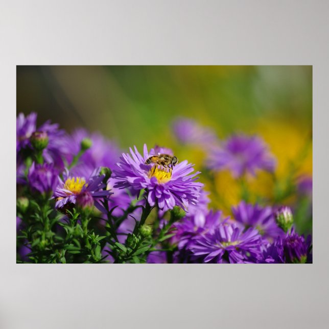 Abelhas Poster (Frente)