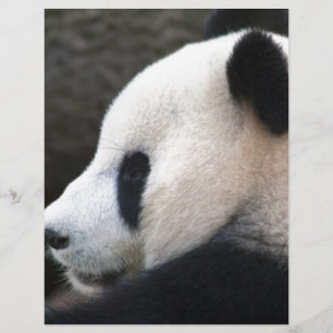 Abraços de urso da panda