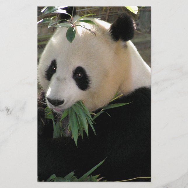 Abraços de Urso Panda (Frente)