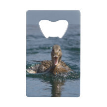 Pato com bico aberto