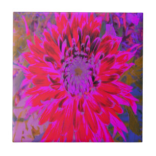 Abstrato Magenta, Flor da Dália Roxa e Vermelha