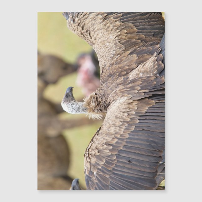 Abutre e Hyena (Frente)