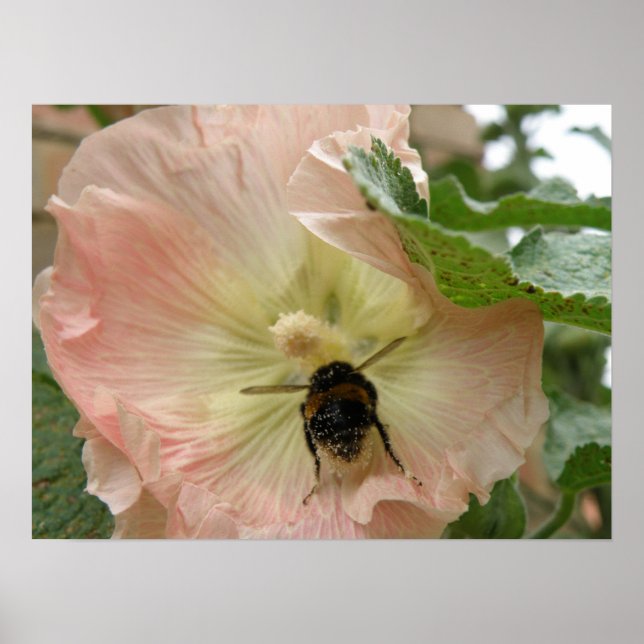 Acabou de chegar! Abelha num Impressão Hollyhock c (Frente)