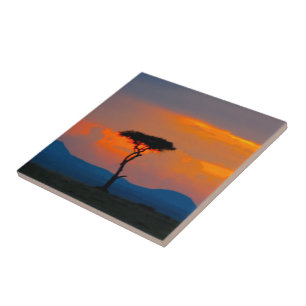 Acácia & por do sol sobre o azulejo de Mara do