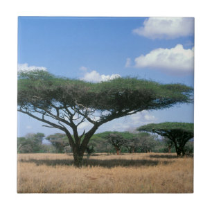 Acácia-Umbrela (Acacia tortilis), Mkuze