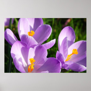 Açafrão violeta - poster
