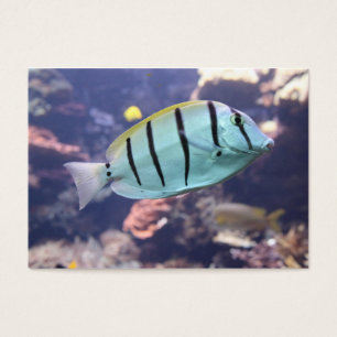 Acanthurus triostegus