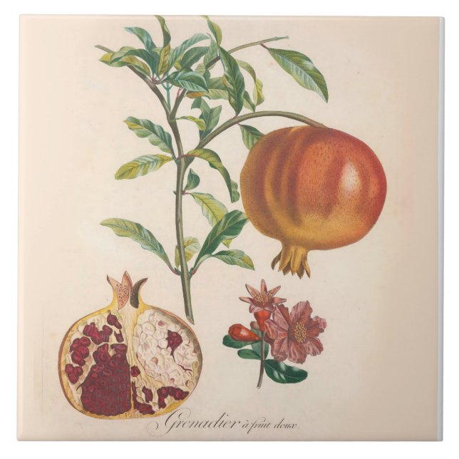 Acento decorativo da cozinha do azulejo da romã (Frente)