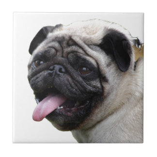 Acessórios de foto de Pug branco atraente, adicion
