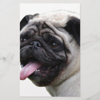 Acessórios de fotos de Pug branco e bonito, adicio