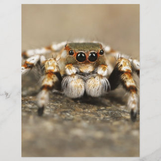 Acessórios incríveis da aranha saltadora Tarântula