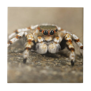 Acessórios incríveis para a aranha do Pássaro