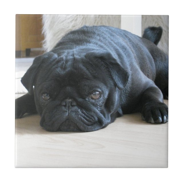 Acessórios personalizados para cachorrinho Pug pre (Frente)