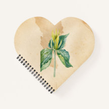 Acordar de Desenho de Mão Robin