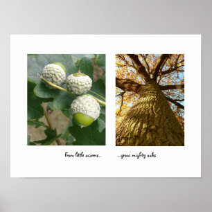 Acordes para Oaks Poster