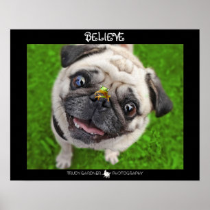 Acredite o poster do sapo do Pug