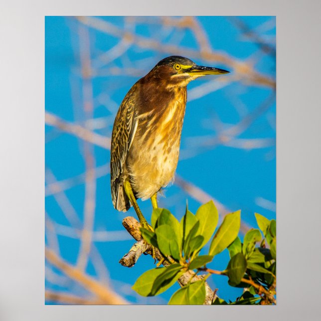 Act Natural 16 x 20 Poster (Frente)