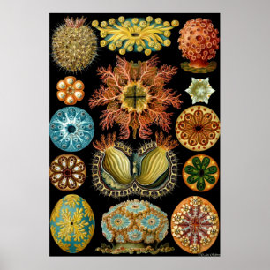 ~ Actiniae do poster de Ernst Haeckel