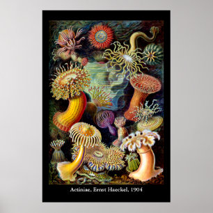 Actiniae por Ernst Haeckel Poster