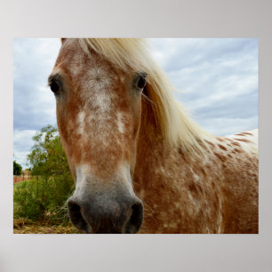 Açúcar O Cavalo Appaloosa, Poster