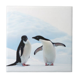 Adelie Penguins