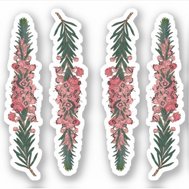 Adesivo 4 Sprigs of Cornish Heath (Erica vagans) - Contorn (Frente)