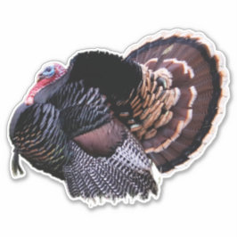 Adesivo 8"x8" Wild Turkey