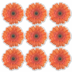 Adesivo 9 Laranja Gerbera Daisy Flower Kiss-Cut Stickers
