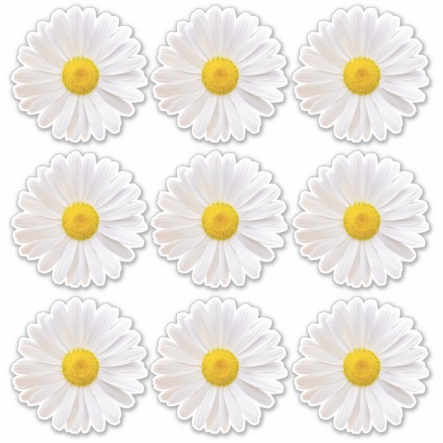 Adesivo 9 Shasta Daisy Flower Kiss-Cut Stickers (Frente)