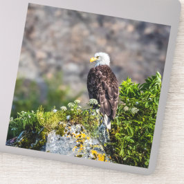 Adesivo Águia caída sentada na rocha