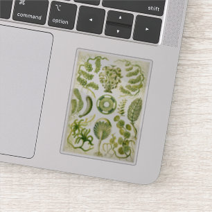 Adesivo Alga e algas do Siphoneae de Ernst Haeckel