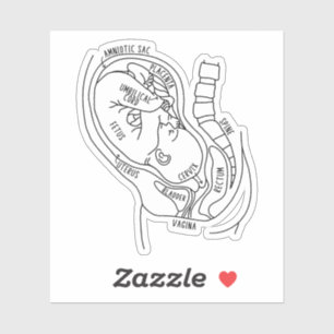 Adesivo Anatomia da gravidez, Feto Em Utero, Presente De P