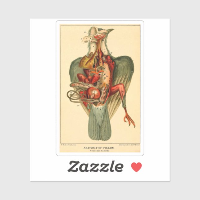 Adesivo Anatomia de um Pombo (Folha)