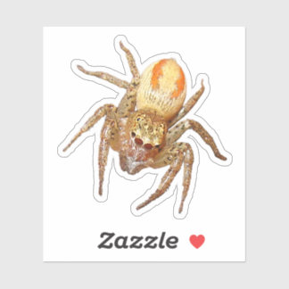 Adesivo Aranha Saltadora Dimórfica (Maevia inclemens)