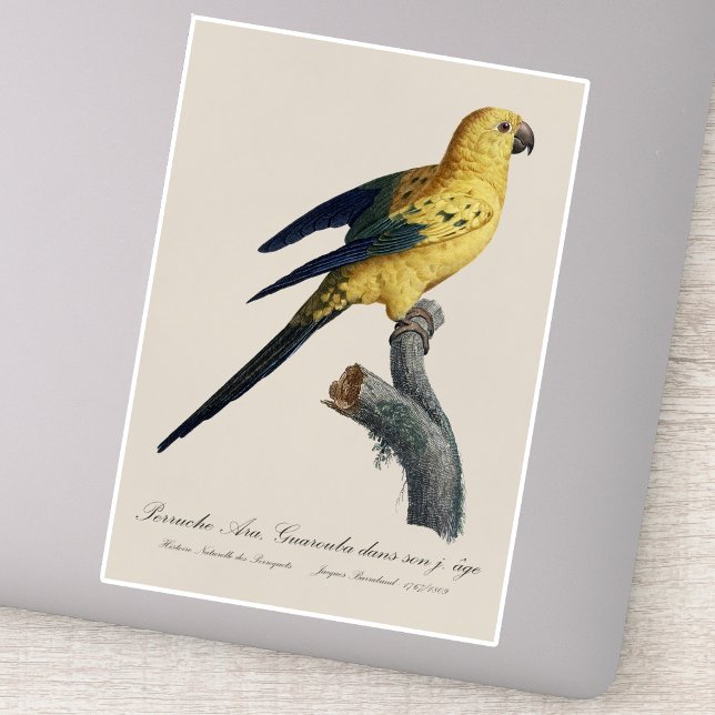 Adesivo Aratinga-solsticial ou Jandaia-solsticial Aratinga (Guarouba dans sons jeune age / Sun parakeet. Sticker)
