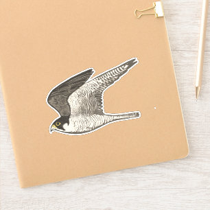 Adesivo Arte colorida do lápis do falcão de peregrino do